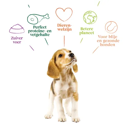 Zuiver voer, perfect proteïne- en vetgehalte, dierenwelzijn, betere planeet, voor blije en gezonde honden – tekst met illustraties rond een zittende hond.