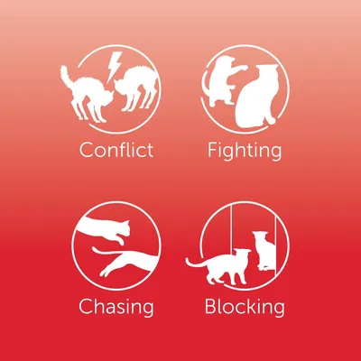 Image showing four behaviours: conflict, fighting, chasing, and blocking, each represented by animal silhouettes with corresponding labels.