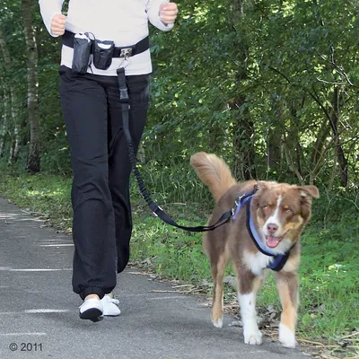 Ceinture de jogging noire avec laisse élastique attachée à un chien en harnais, portée par une personne marchant sur un chemin extérieur.