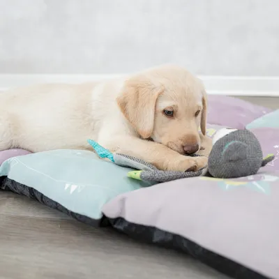 Chiot beige allongé sur deux coussins rembourrés colorés, jouant avec une peluche grise en forme d’animal. Matériaux visibles : tissu.