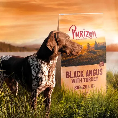Sac Purizon Black Angus with Turkey, texte visible : 80 % – 20 % – 0 %, chien marron et blanc debout devant l’emballage en extérieur.