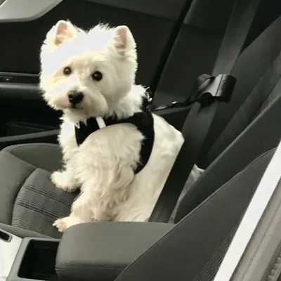 Hund mit schwarzem Sicherheitsgeschirr auf einem Autositz, angeschnallt mit einem Sicherheitsgurt.