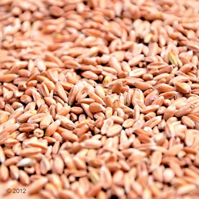 Primo piano di chicchi di cereali, forse grano o farro. Nessuna altra informazione visibile.