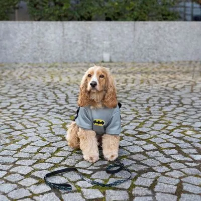 DC hondenkostuum Batman