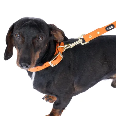 Hund mit orangefarbenem Halsband und Leine aus Leder, goldene Schnalle und Befestigung. Markenlogo sichtbar auf der Leine.