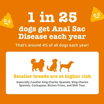 1 in 25 dogs develops an anal gland disorder each year, which is around 4%. Smaller breeds such as Cavalier King Charles Spaniel, Cockapoo, Bichon Frisé and Shih Tzu are at higher risk. 1 in 25 dogs develops an anal gland disorder each year, which is around 4%. Smaller breeds such as Cavalier King Charles Spaniel, Cockapoo, Bichon Frisé and Shih Tzu are at higher risk.