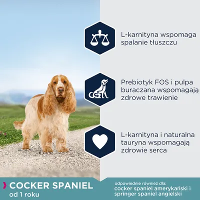 Cocker Spaniel od 1 roku. L-karnityna wspomaga spalanie tłuszczu, prebiotyk FOS i pulpa buraczana wspomagają trawienie, tauryna wspiera zdrowie serca. Tekst w języku polskim.
