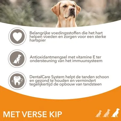 IAMS Advanced Nutrition Senior Large Dog 7+ met Kip