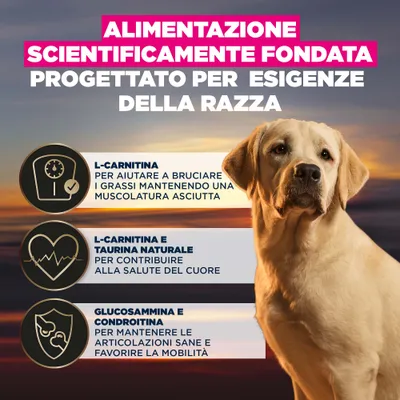 Alimentazione scientificamente studiata, sviluppata per le esigenze specifiche della razza. La L-carnitina favorisce la combustione dei grassi, la taurina sostiene la salute del cuore, glucosammina e condroitina aiutano le articolazioni e la mobilità. Alimentazione scientificamente studiata, sviluppata per le esigenze specifiche della razza. La L-carnitina favorisce la combustione dei grassi, la taurina sostiene la salute del cuore, glucosammina e condroitina aiutano le articolazioni e la mobilità.