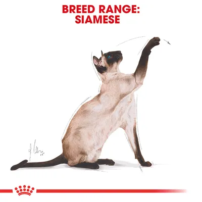 Text: BREED RANGE: SIAMESE. Illustration av en siameskatt som sitter och sträcker upp ena tassen. Texten är på engelska.
