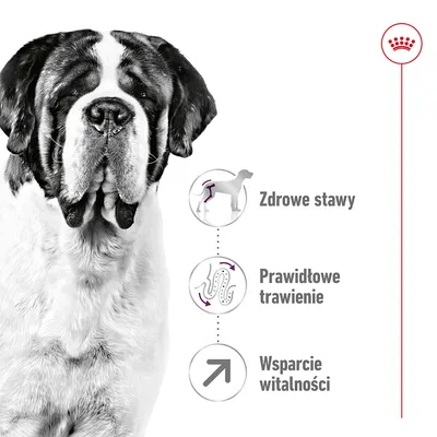 Duży pies oraz trzy ikony z tekstem: Zdrowe stawy, Prawidłowe trawienie, Wsparcie witalności. Po prawej stronie czerwony symbol korony.