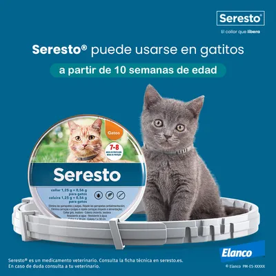 Seresto puede usarse en gatitos a partir de 10 semanas de edad. Envase Seresto Gatos, 7-8 meses de protección, collar 1,25 g + 0,56 g para gatos. Marca Elanco visible.