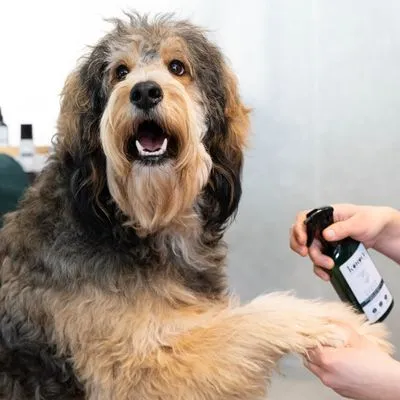 Spray districante kooa per cani