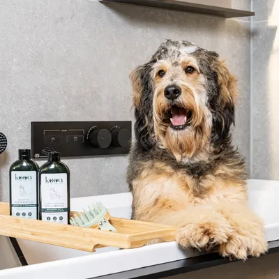 Dog in bathtub with kooa shampoo and brush on wooden tray. Premium care brand for pets.