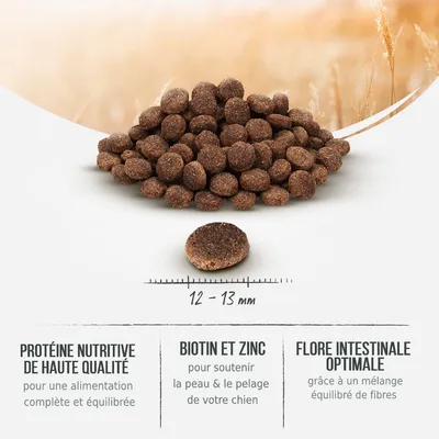 Croquettes pour chien, diamètre 12–13 mm. Texte visible : Protéine nutritive de haute qualité, Biotine et zinc, Flore intestinale optimale, avec explications sous chaque titre.