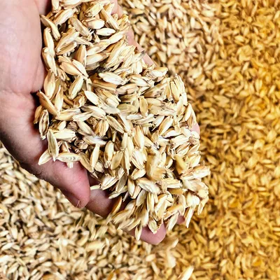 Hand hält eine Menge Getreidekörner, umgeben von weiteren Körnern. Darstellung der Qualität und Beschaffenheit des Produkts.