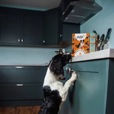 A dog standing on its hind legs reaching towards a box of pet food placed on a kitchen counter, demonstrating interest in the product.