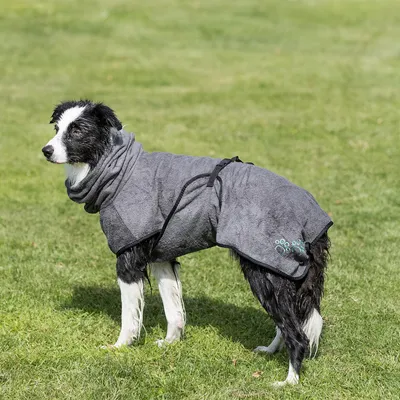 Chien noir et blanc portant un manteau gris en tissu avec motif patte bleue sur l’arrière, debout sur de l’herbe. Sangle visible autour du corps.