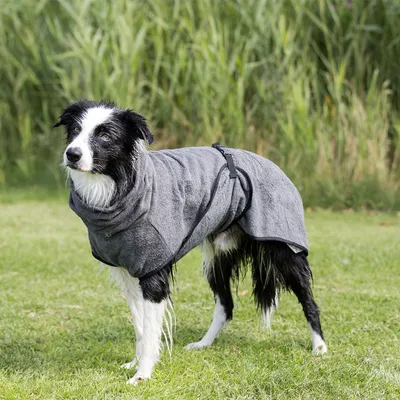 Chien noir et blanc portant un manteau ou peignoir gris en tissu, debout sur l’herbe. Sangle visible autour du corps. Aucun texte ou marque visible.