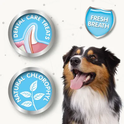 Hond met drie badges: 'Dental Care Treats' met tandillustratie, 'Natural Chlorophyl' met blad, en schild met tekst 'Fresh Breath'. Tekst in het Engels.
