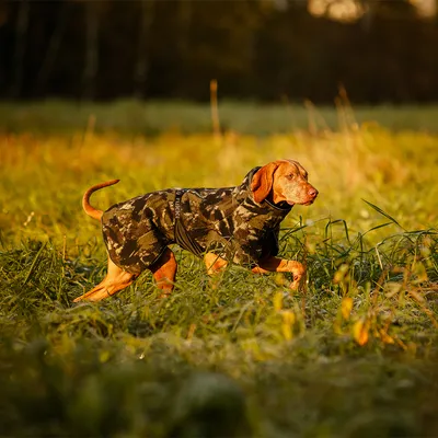 Dog in camouflage outfit walking through a meadow at sunset.