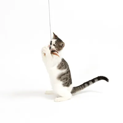 Kot bawi się wędką z piórami i koralikami.