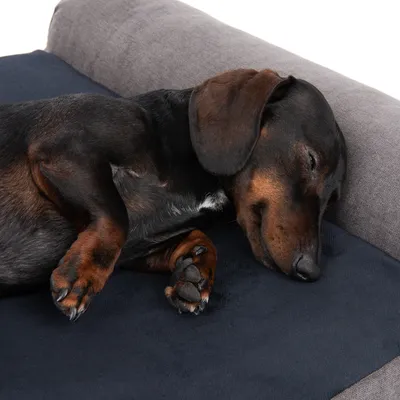 Slapende hond op een donkerblauw en grijs huisdierenbed. Toont het comfort van het bed voor huisdieren.