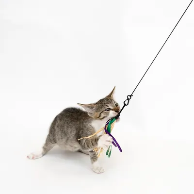 Chaton jouant avec une canne à pêche pour chat, accessoire composé d’un bâton noir et de rubans colorés en plastique et raphia.