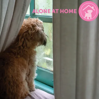 Tekst 'ALONE AT HOME' i ružičasta ikona psa u kući. Tekst je na engleskom jeziku.