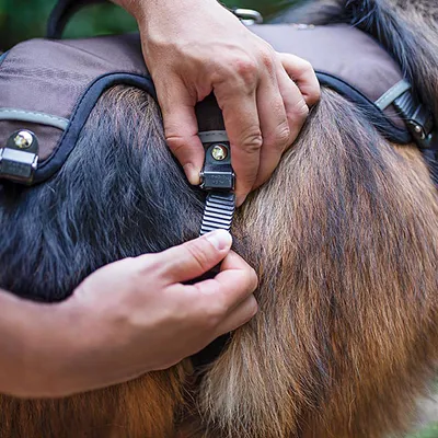 Ręka zapina regulowany pasek do brązowych szelek dla psa z metalowymi zapięciami.