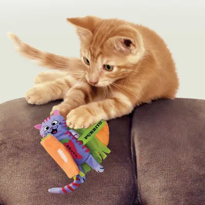Red cat playing with a colourful burrito-shaped cat toy labelled 'Purrito' and 'Crunchy'.