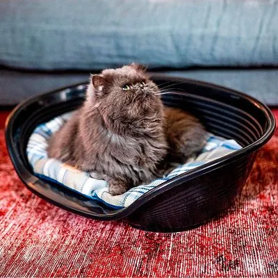 Gato de pelo comprido sentado numa cama de plástico preta com almofada listrada, colocada sobre um tapete vermelho em frente a um sofá cinzento.