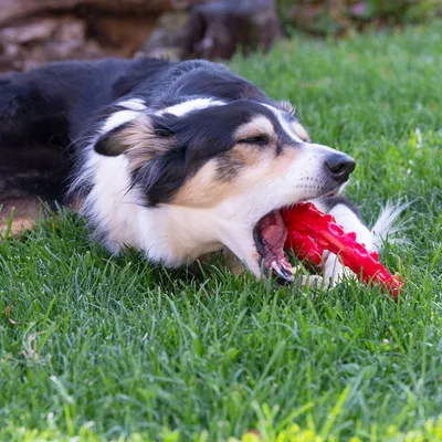 Dog playing with red chew toy on a lawn.