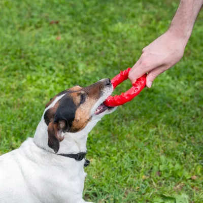 Dog playing with red chew toy held by a hand.
