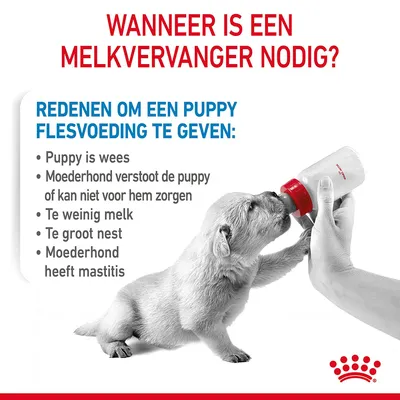 Wanneer is een melkvervanger nodig? Redenen om een puppy flesvoeding te geven: wees, verstoten, te weinig melk, te groot nest, moederhond heeft mastitis. Puppy drinkt uit fles.
