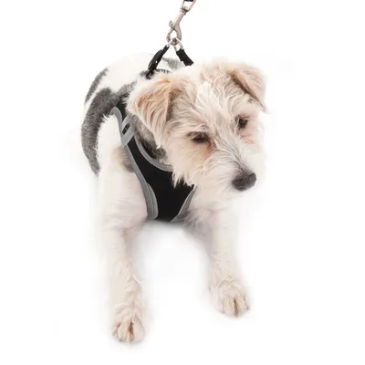 Hundegeschirr in Schwarz und Grau mit Metallring für Leine, getragen von einem Hund. Geeignet für Spaziergänge oder Training.