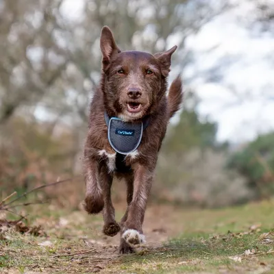 Pies biegnie leśną ścieżką i ma na sobie szelki CarSafe.