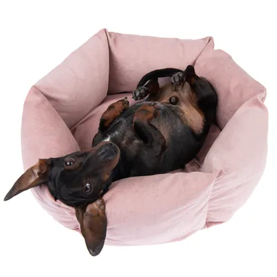 Sort og brun hund ligger i en lyserød, blød hundeseng med høje kanter. Sengen har tekstiloverflade og er formet som en oval kurv.