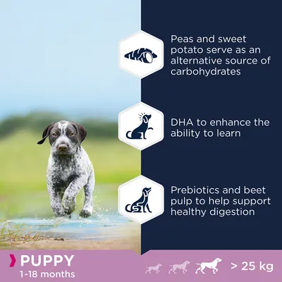 PUPPY 1–18 months, >25 kg. Peas and sweet potato serve as an alternative source of carbohydrates. DHA to enhance the ability to learn. Prebiotics and beet pulp to help support healthy digestion. (Αγγλικά κείμενα)