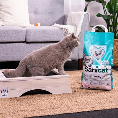 Chat gris dans un bac à litière à côté d’un sac de litière Sanicat Clumping White 8L, texte visible : Oxygen Control, Low Tracking, Low Dust, Rose Petal.