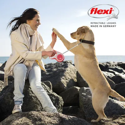 Σκύλος με αναδιπλούμενο Flexi λουρί, αλληλεπιδρά με άτομο στην παραλία.