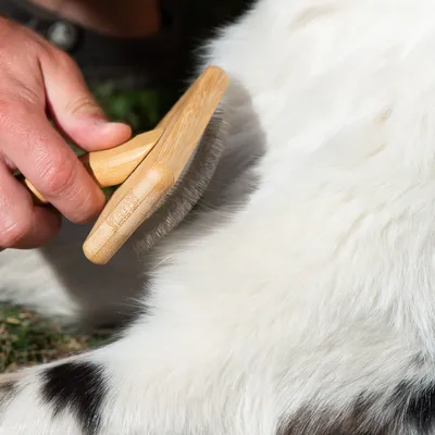 Hand holding a wooden brush with metal bristles, brushing white animal fur.