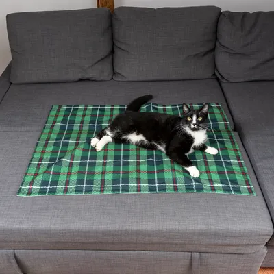 Czarno-biały kot leży na zielonym, kraciastym kocu rozłożonym na szarej sofie.