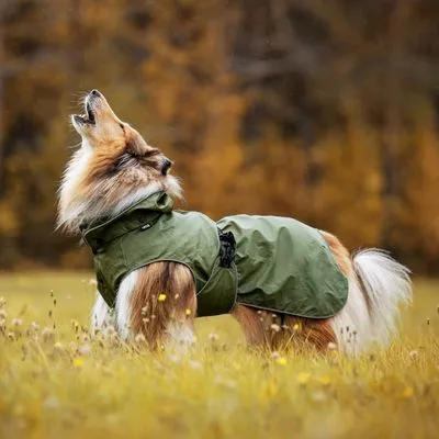 Hond met langharige vacht draagt een groene hondenjas met kraag en gesp, staand in grasveld. Jas van textiel zichtbaar, geen merknaam of tekst aanwezig.