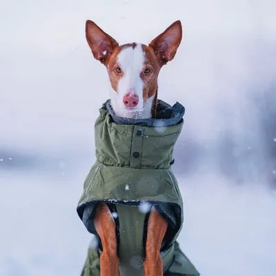 Cão castanho e branco a usar casaco verde com capuz, sentado na neve. Casaco de tecido visível, adequado para proteção contra o frio.