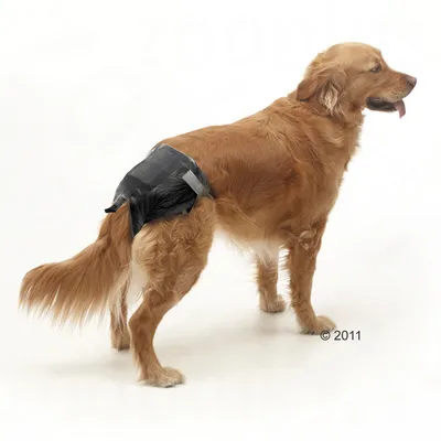 Animal wearing a black disposable nappy, demonstrating how the product is fitted and worn for incontinence or hygiene purposes.