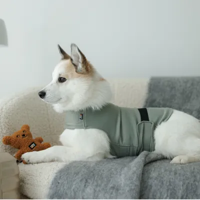 Hund trägt eine graue Weste mit Klettverschluss und liegt auf einem Sofa neben einem braunen Stofftier. Hund trägt eine graue Weste mit Klettverschluss und liegt auf einem Sofa neben einem braunen Stofftier.