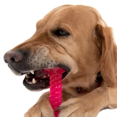 Närbild av en hund med rött halsband, framtassar synliga.