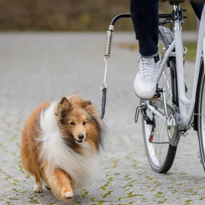 Uchwyt rowerowy z amortyzacją sprężynową do smyczy dla psa, pokazuje psa obok jadącego roweru.