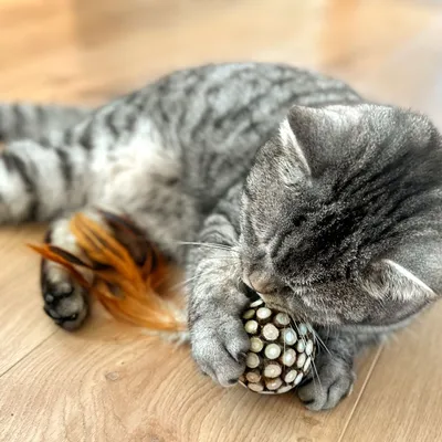 Szary kot bawi się piłką z wypustkami i piórkami na drewnianej podłodze. Piłka wykonana z materiału przypominającego drewno i ozdobiona jasnymi kropkami.